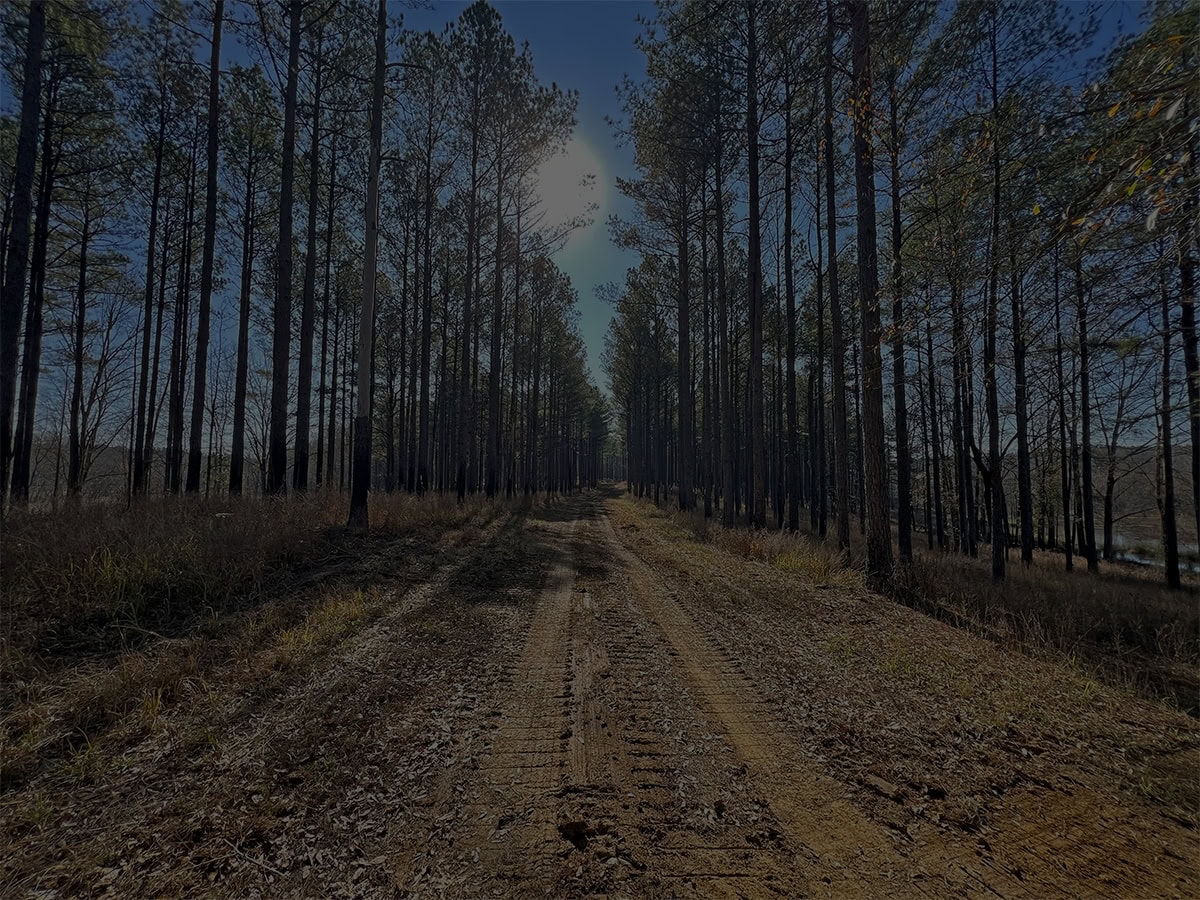 Dirt Road Surround by Pine Trees